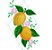 Matriz Bordado Pano De Prato Frutas Com Flores - Imagem 2