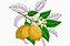 Matriz Bordado Frutas Divinas - Imagem 1