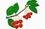 Matriz Bordado Frutas No Galho 2 - Imagem 8
