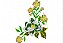 Matriz Bordado Conjunto Floral Lindo - Imagem 2
