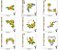 Matriz Bordado Coleção Hibisco - Imagem 10