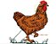Matriz Bordado Animais Na Fazenda - Imagem 7