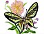 Matriz Bordado Borboleta Com Flores - Imagem 9