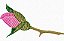 Matriz Bordado A Rosa E O Beija-flor - Imagem 4