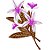 Matriz Bordado Lindas Orquídeas - Imagem 4