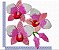 Matriz Bordado Coleção Lindas Orquídeas - Imagem 2