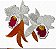 Matriz Bordado Coleção Lindas Orquídeas - Imagem 3