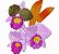 Matriz Bordado Coleção Lindas Orquídeas - Imagem 1
