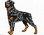 Matriz Bordado Conjunto Cachorros - Imagem 9