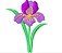 Matriz Bordado Coleção Flor De Iris - Imagem 4