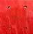 SHAPE LISO DE MAPLE IMPORTADO BICOLOR 8,75" - Imagem 3
