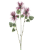 ALIUM MALVA - Imagem 1