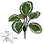 FOLHAGEM CALATHEA VERDE COM CREME - Imagem 1