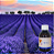 ESSÊNCIA LAVANDA FRANCESA 100ML - Imagem 1