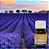 ESSÊNCIA LAVANDA FRANCESA 30ML - Imagem 1