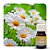 ESSÊNCIA CAMOMILA 30ML - Imagem 1