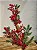 GALHO COM MICRO BERRY VERMELHO COM GALHOS 64CM - Imagem 2
