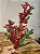 GALHO COM MICRO BERRY VERMELHO COM GALHOS 64CM - Imagem 1