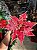 FLOR POINSETIA DECORATIVA VERMELHA 60CM - Imagem 3