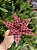 FLOR POINSETIA DECORATIVA XADREZ 25CM - Imagem 1