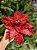 FLOR POINSETIA DECORATIVA BORDO 54CM - Imagem 1
