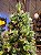 ÁRVORE PINHEIRO MAJESTADE 2,10CM COM 1360 GALHOS 400 LEDS COM BERRY E PINHA E COM BASE GIRATÓRIA - Imagem 3
