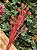 GALHO DECORATIVO VERMELHO - 96CM - Imagem 1