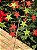 GALHO DECORATIVO COM ESTRELAS 80CM - Imagem 1