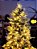 ÁRVORE PINHEIRO NEVADO NASSAU 537 GALHOS COM 400 LEDS WARM 2,10CM - Imagem 12