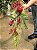 FESTÃO ARAMADO DECORADO COM BERRY PINHA E ROMÃ 1,50CM - Imagem 4