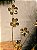 GALHO DECORATIVO ARAMADO DOURADO COM PETALA DE CRISTAL DOURADO 70CM - Imagem 4
