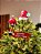 PONTEIRA PARA ÁRVORE COM BALÃO DO PAPAI NOEL COM MOVIMENTO, LUZ E SOM - Imagem 5