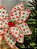 FLOR BICO DE PAPAGAIO BRANCO E VERMELHO 30CM - Imagem 2