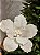 FLOR BICO DE PAPAGAIO AVELUDADO OFF WHITE 27CM - Imagem 3
