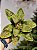 FLOR BICO DE PAPAGAIO AVELUDADO VERDE COM DOURADO 27CM - Imagem 3