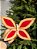BORBOLETA AVELUDADO VERMELHO E BEGE 25CM - Imagem 3
