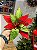 FLOR BICO DE PAPAGAIO VERMELHO E VERDE 26CM - Imagem 2