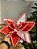 FLOR BICO DE PAPAGAIO VERMELHO E BRANCO CANDY 28CM - Imagem 1