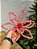 FLOR BICO DE PAPAGAIO VERMELHO E BRANCO CANDY 28CM - Imagem 1