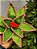 FLOR BICO DE PAPAGAIO VERDE CANDY 26CM - Imagem 2