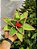 FLOR BICO DE PAPAGAIO VERDE CANDY 26CM - Imagem 1