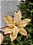 FLOR BICO DE PAPAGAIO AVELUDADO CHAMPANHE 25CM - Imagem 3