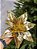 FLOR BICO DE PAPAGAIO DOURADO 29CM - Imagem 5