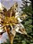 FLOR BICO DE PAPAGAIO DOURADO 29CM - Imagem 7