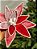 FLOR BICO DE PAPAGAIO VERMELHO 28CM - Imagem 2