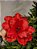 FLOR BICO DE PAPAGAIO AVELUDADO VERMELHO 35CM - Imagem 1