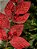 GALHO FOLHA VERMELHO 52CM - Imagem 3