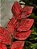 GALHO FOLHA VERMELHO 52CM - Imagem 2