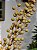 GALHO DECORATIVO BERRY DOURADO MATTE 1 METRO - Imagem 3