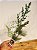 GALHO DECORATIVO FOLHAS COM PINHA 50CM - Imagem 3